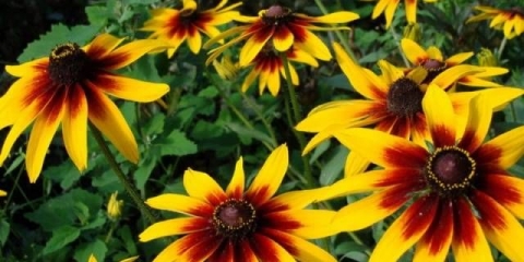 Kada sijati rudbekiju, fotografija cvijeća